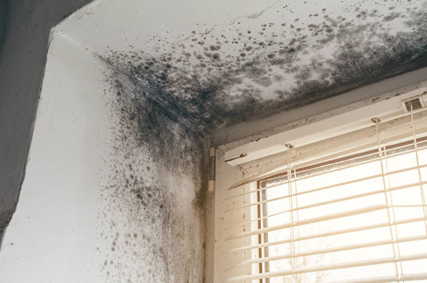 Affordable Mold Remediation solutions in Fort Bragg, NC